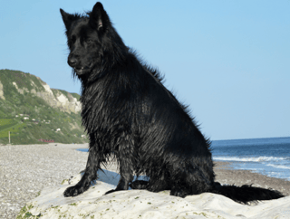 Dog.png