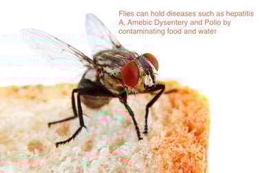 What is Hepatitis