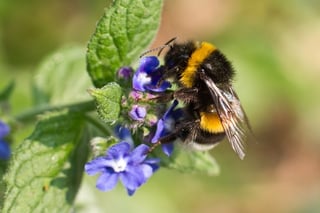 World Bee Day